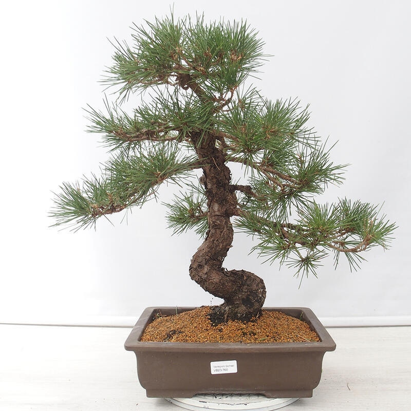 Bonsái de exterior - Pinus thunbergii - Pino Thunberg