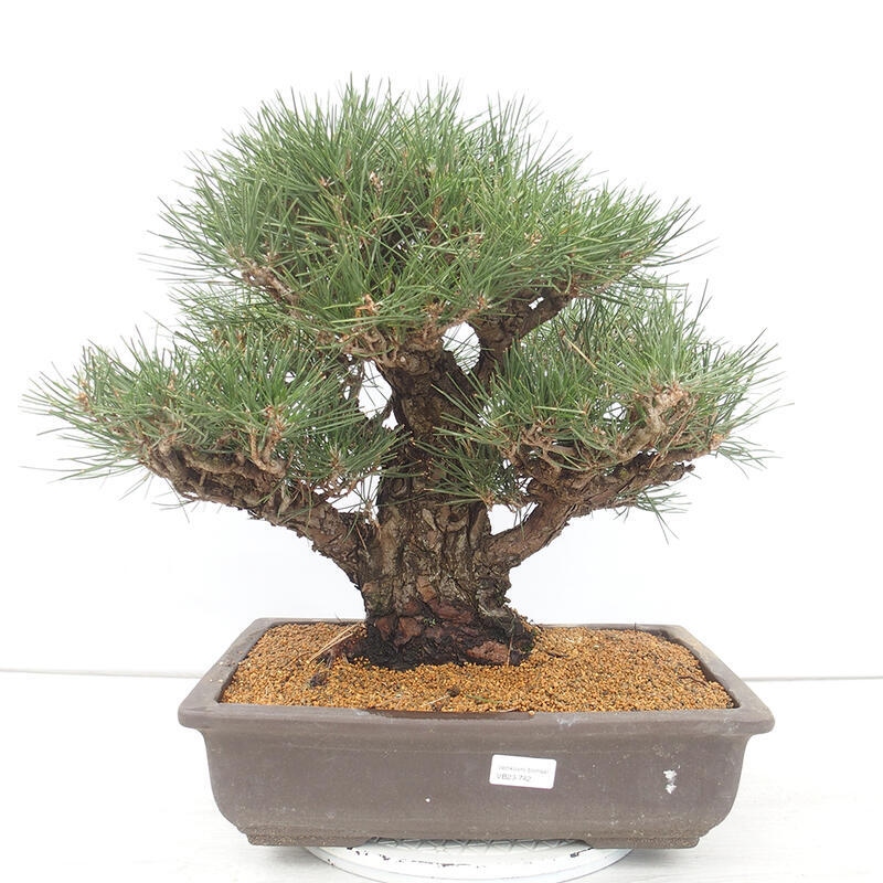 Bonsái de exterior - Pinus thunbergii - Pino Thunberg