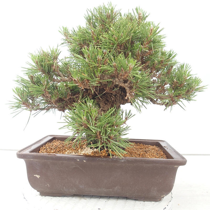 Bonsái de exterior - Pinus thunbergii - Pino Thunberg