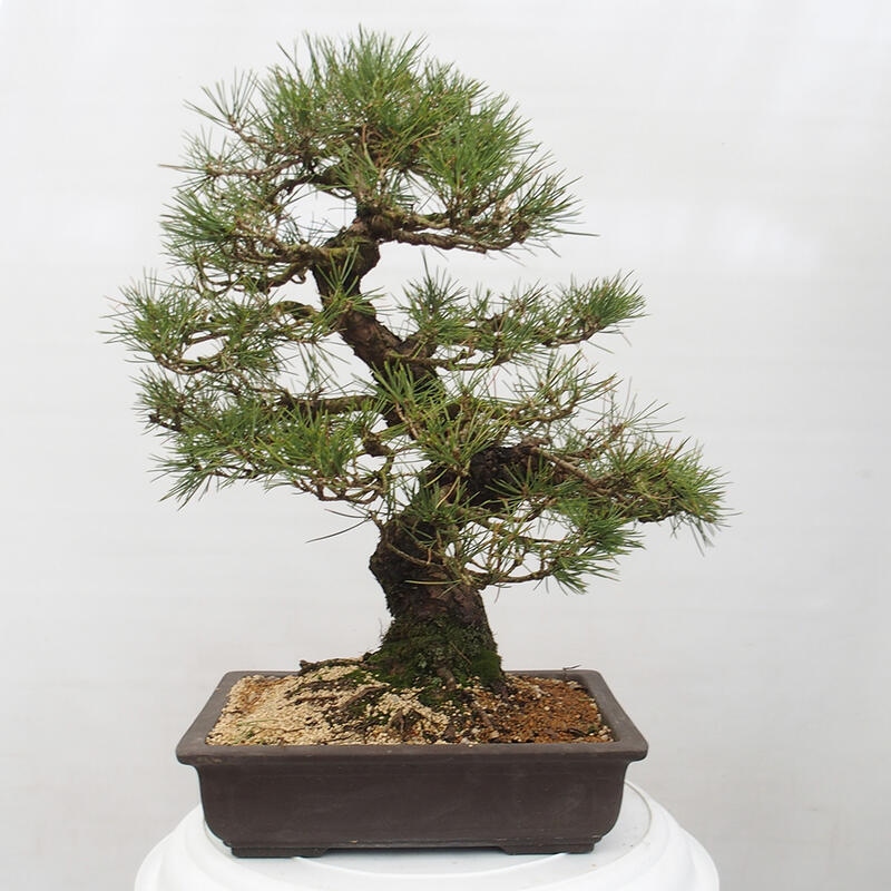Bonsái de exterior - Pinus thunbergii - Pino Thunberg