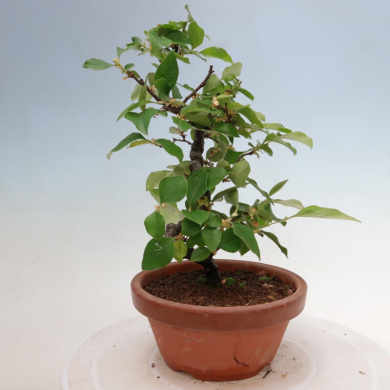 Bonsai de exterior - Pseudocydonia sinensis - membrillo chino