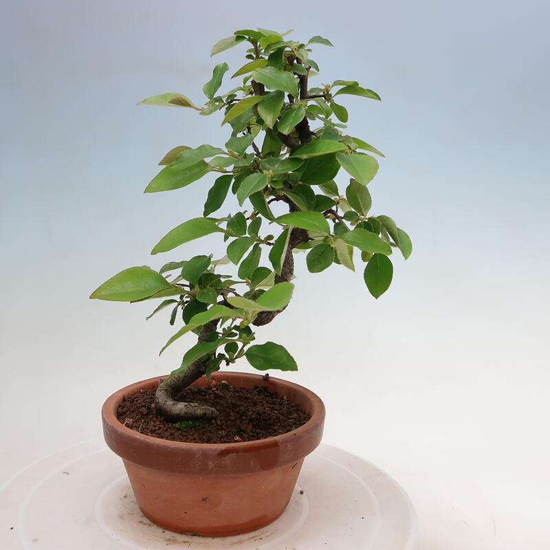 Bonsai de exterior - Pseudocydonia sinensis - membrillo chino