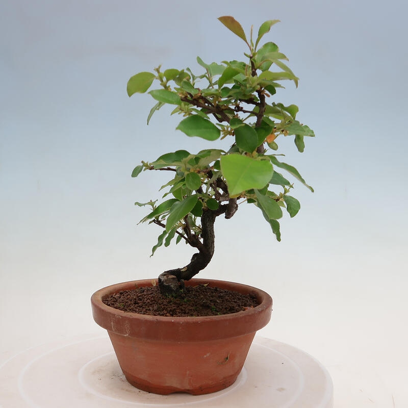 Bonsai de exterior - Pseudocydonia sinensis - membrillo chino