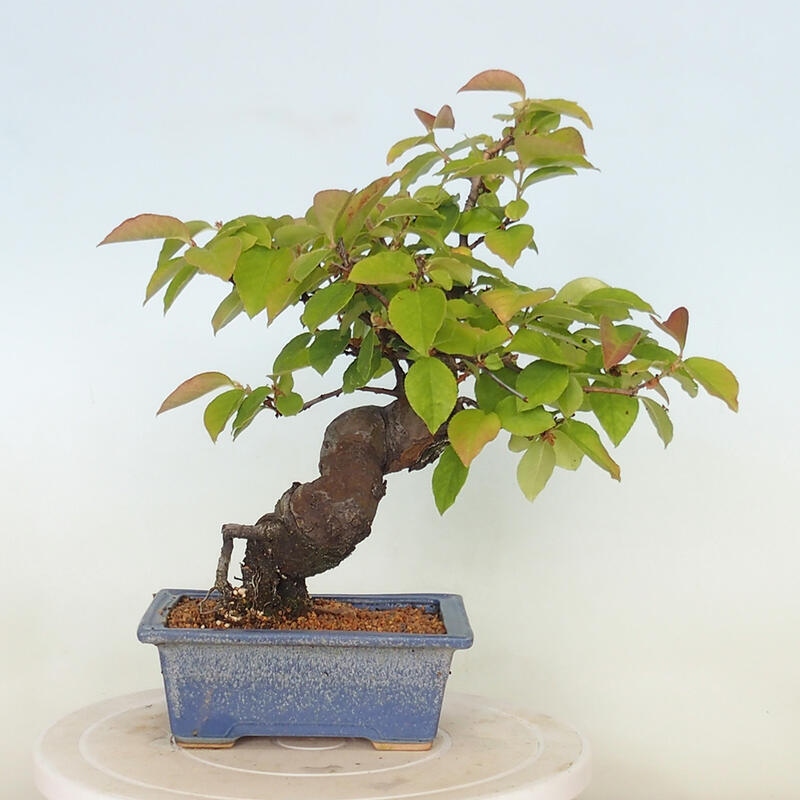 Bonsai de exterior - Pseudocydonia sinensis - membrillo chino