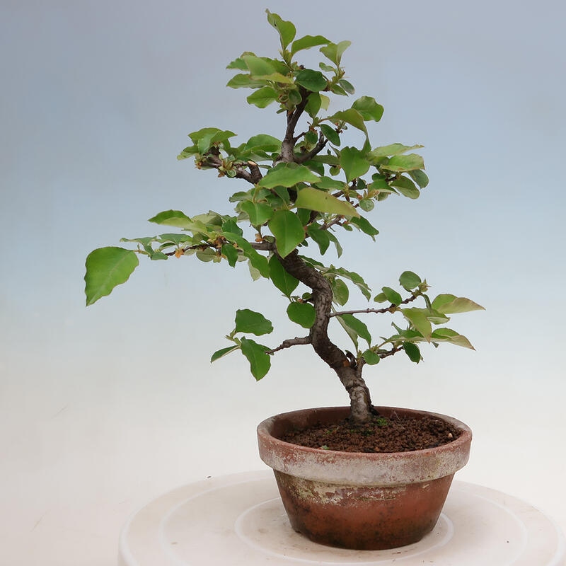 Bonsai de exterior - Pseudocydonia sinensis - membrillo chino