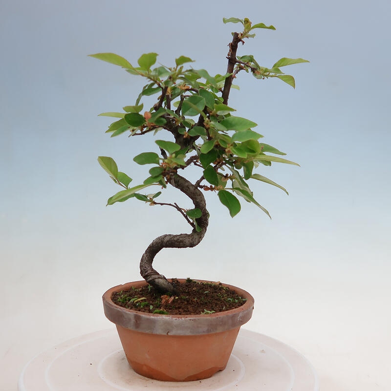 Bonsai de exterior - Pseudocydonia sinensis - membrillo chino