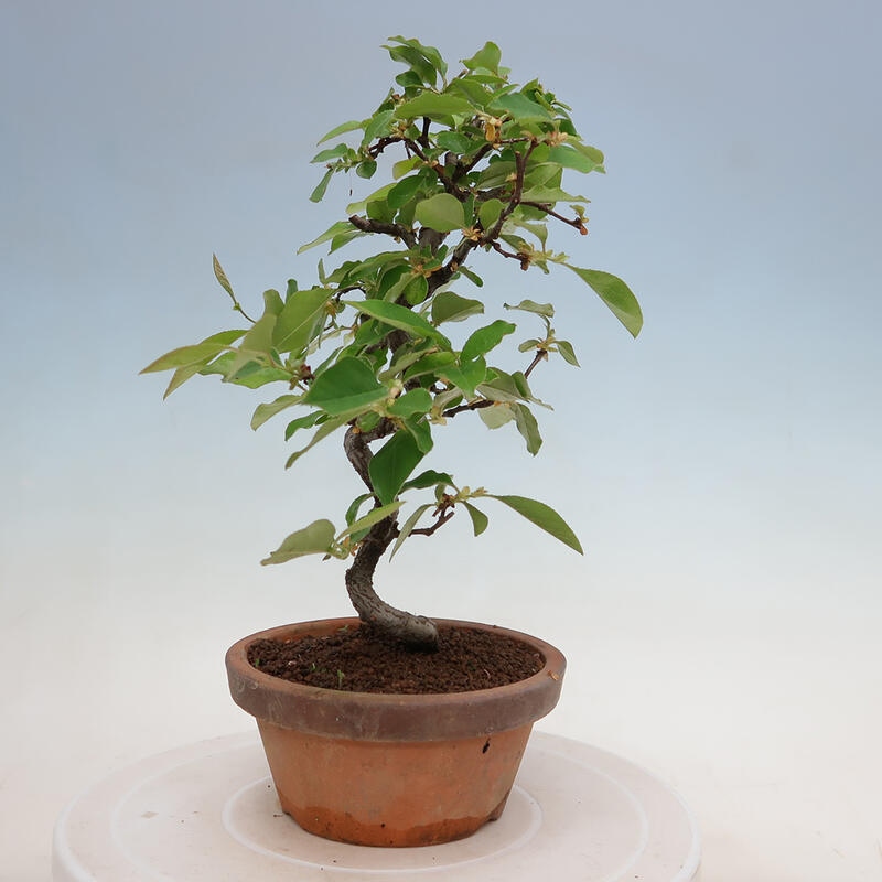 Bonsai de exterior - Pseudocydonia sinensis - membrillo chino