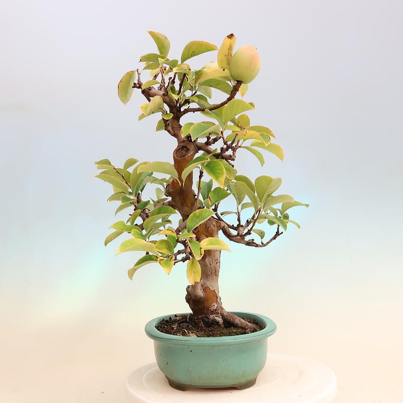 Bonsai de exterior - Pseudocydonia sinensis - membrillo chino