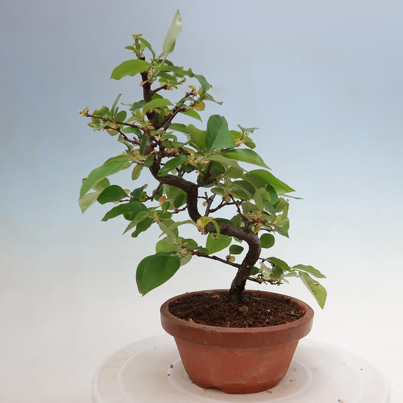 Bonsai de exterior - Pseudocydonia sinensis - membrillo chino