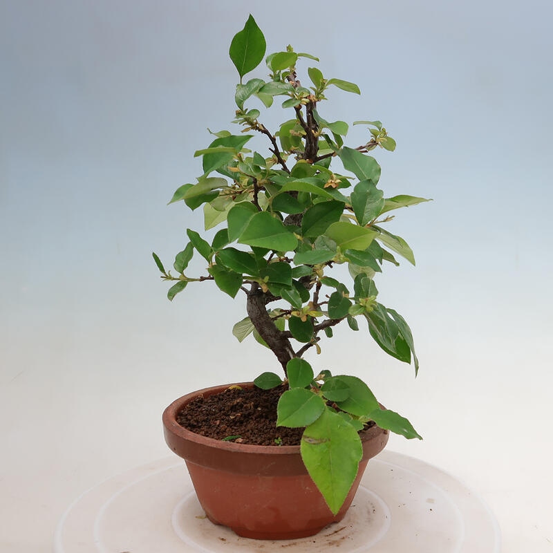 Bonsai de exterior - Pseudocydonia sinensis - membrillo chino