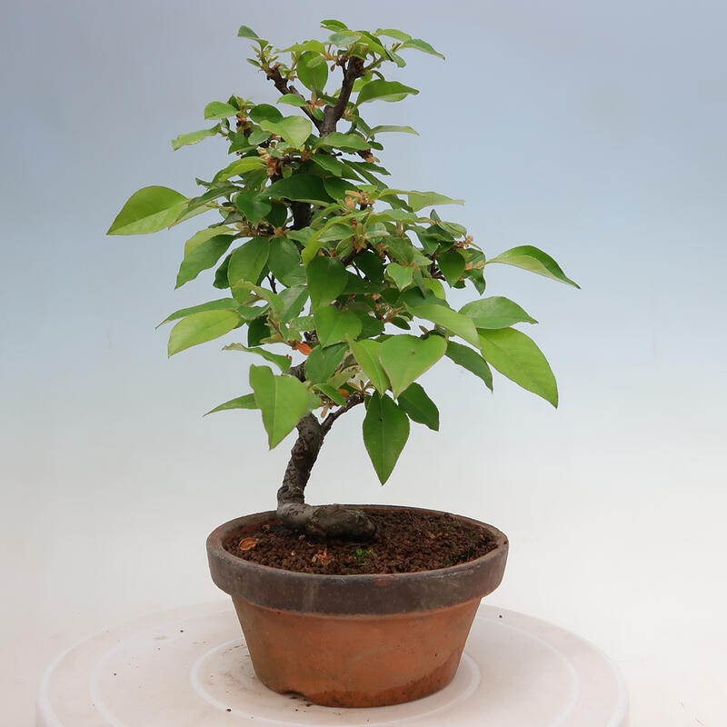 Bonsai de exterior - Pseudocydonia sinensis - membrillo chino