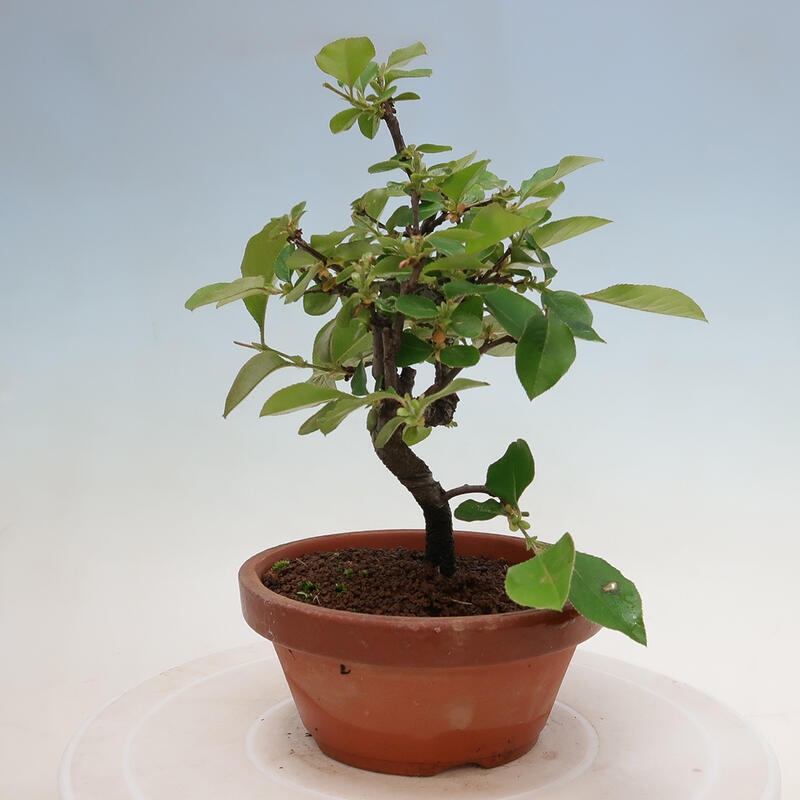 Bonsai de exterior - Pseudocydonia sinensis - membrillo chino