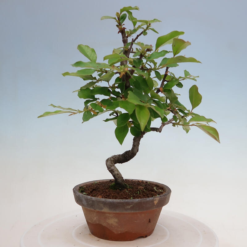 Bonsai de exterior - Pseudocydonia sinensis - membrillo chino