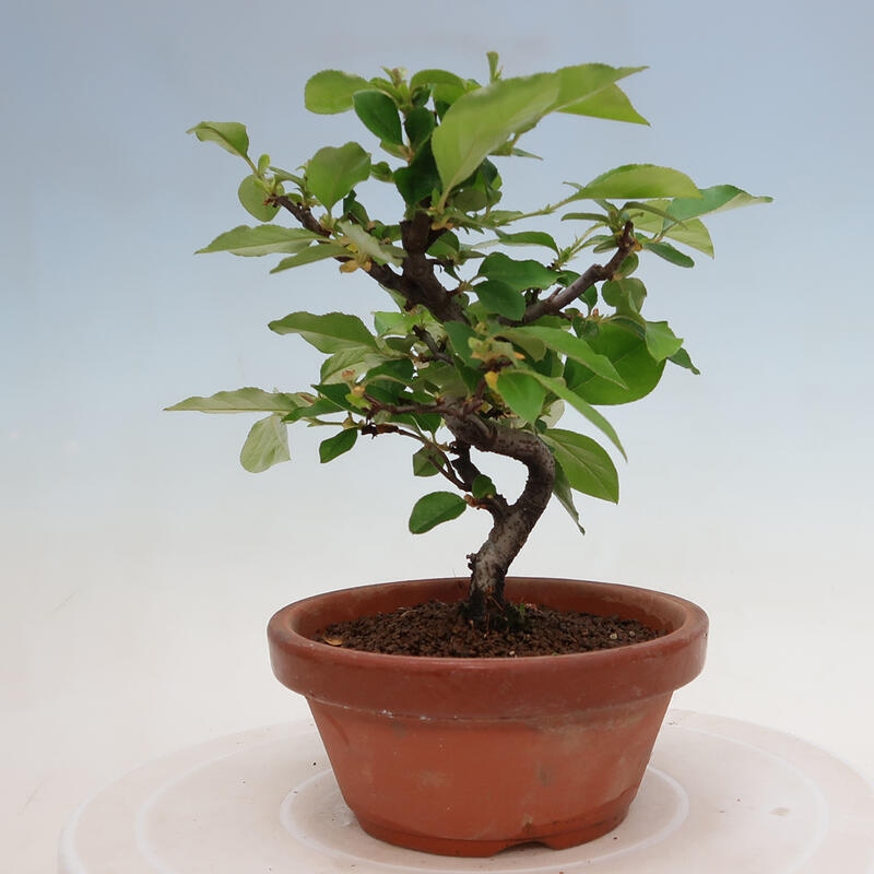Bonsai de exterior - Pseudocydonia sinensis - membrillo chino