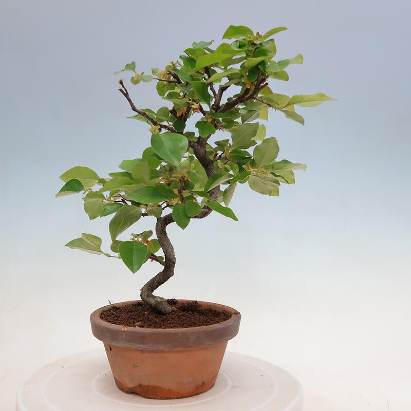 Bonsai de exterior - Pseudocydonia sinensis - membrillo chino