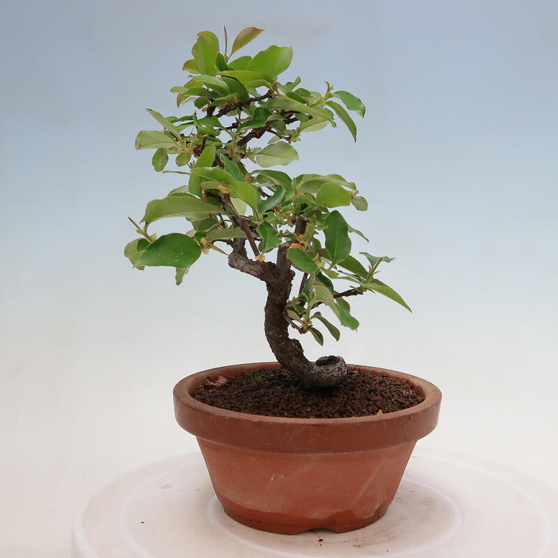 Bonsai de exterior - Pseudocydonia sinensis - membrillo chino
