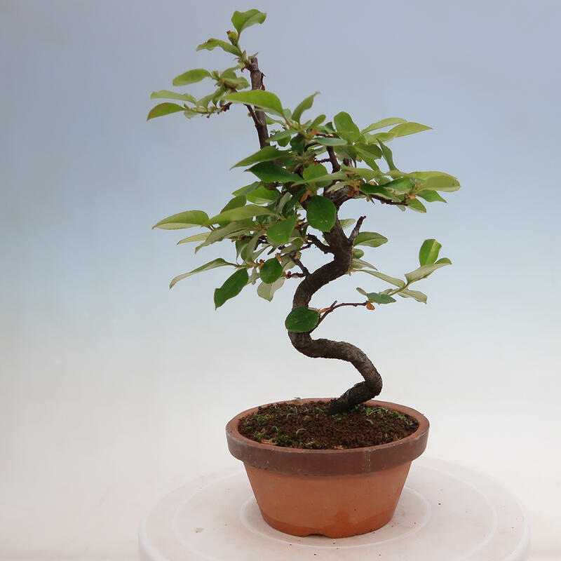 Bonsai de exterior - Pseudocydonia sinensis - membrillo chino