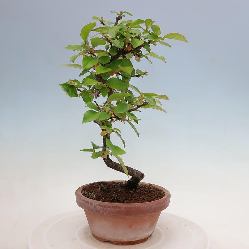 Bonsai de exterior - Pseudocydonia sinensis - membrillo chino