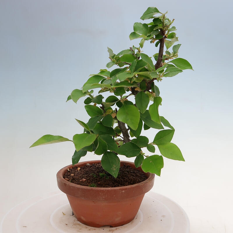 Bonsai de exterior - Pseudocydonia sinensis - membrillo chino