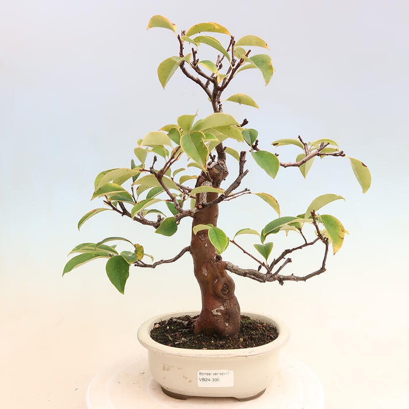 Bonsai de exterior - Pseudocydonia sinensis - membrillo chino