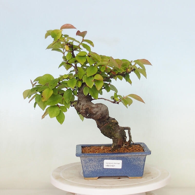 Bonsai de exterior - Pseudocydonia sinensis - membrillo chino
