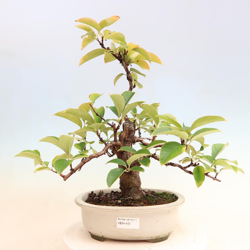 Bonsai de exterior - Pseudocydonia sinensis - membrillo chino