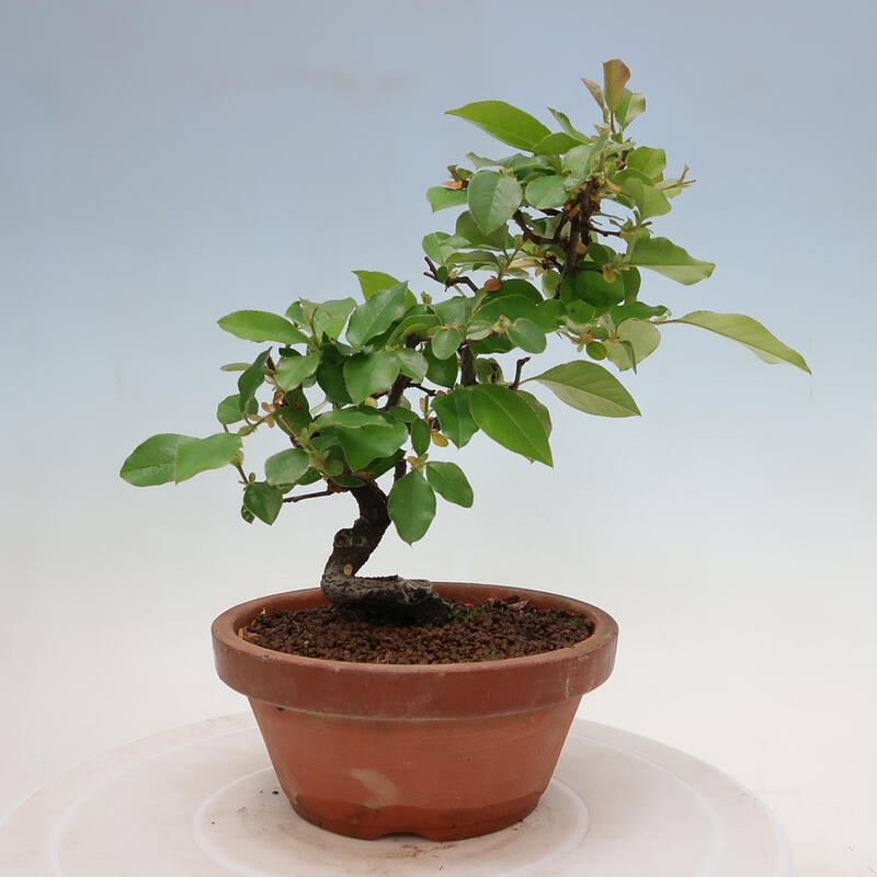 Bonsai de exterior - Pseudocydonia sinensis - membrillo chino
