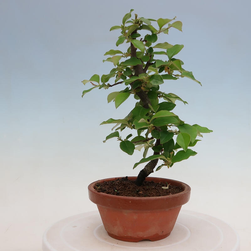 Bonsai de exterior - Pseudocydonia sinensis - membrillo chino
