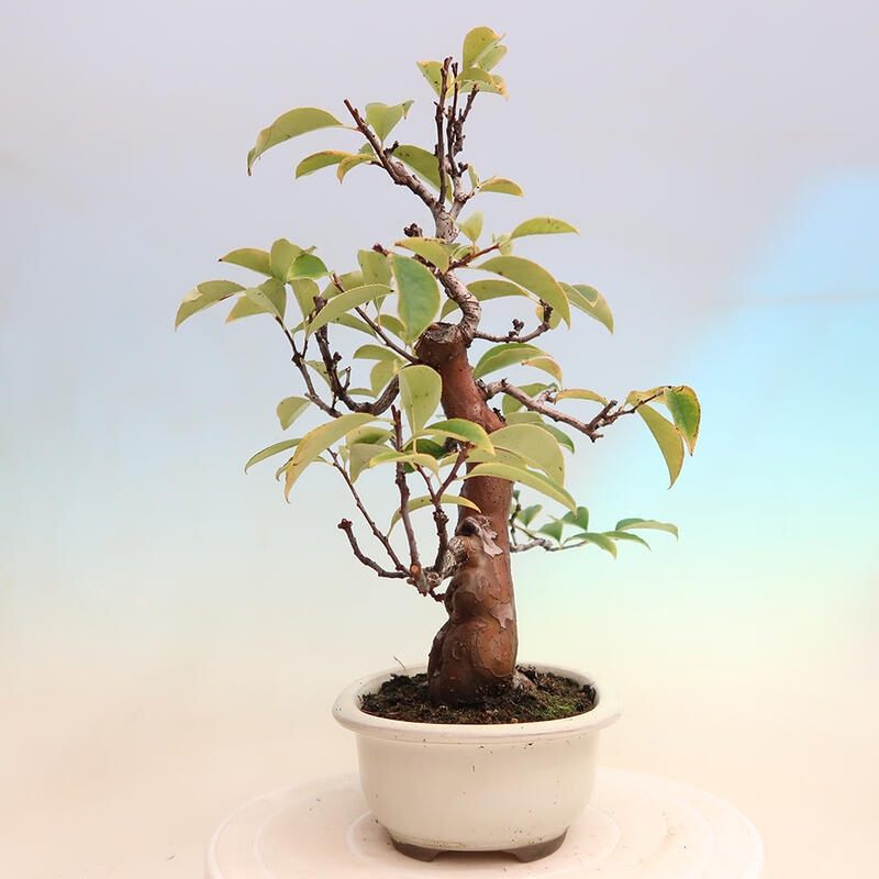 Bonsai de exterior - Pseudocydonia sinensis - membrillo chino