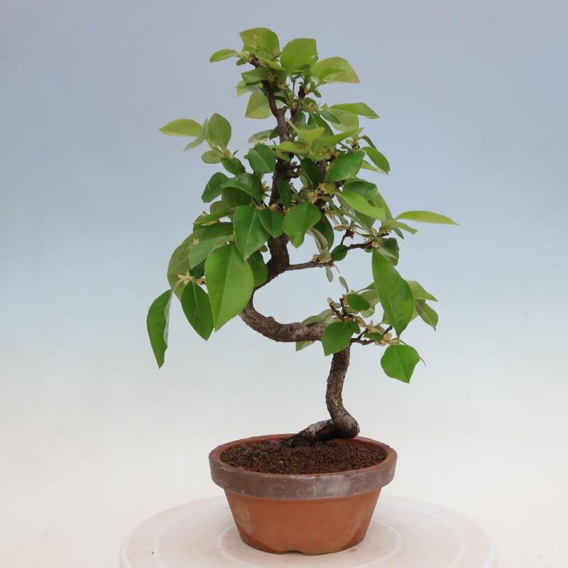 Bonsai de exterior - Pseudocydonia sinensis - membrillo chino