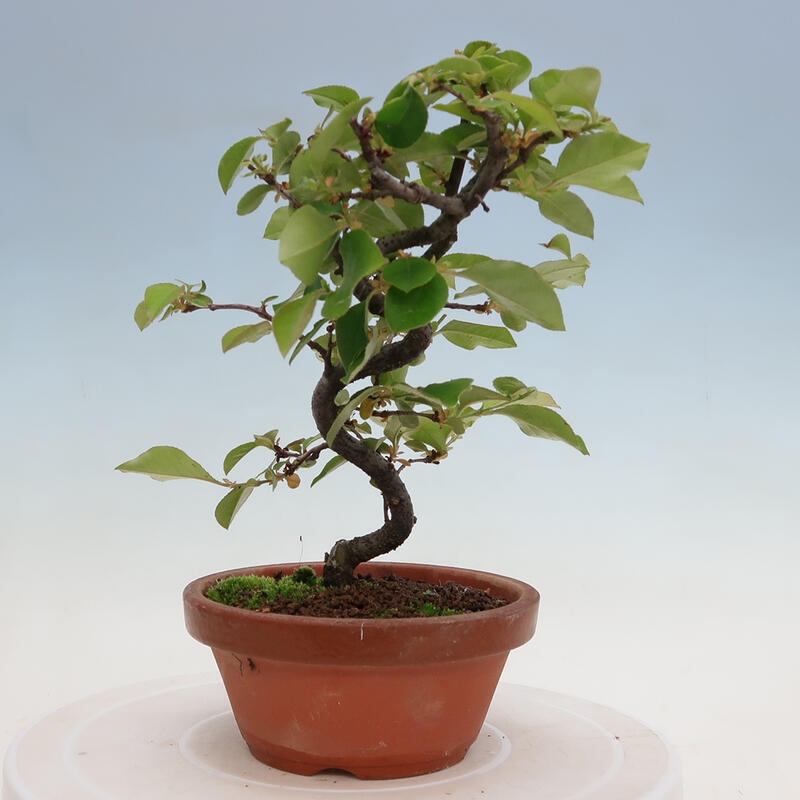 Bonsai de exterior - Pseudocydonia sinensis - membrillo chino
