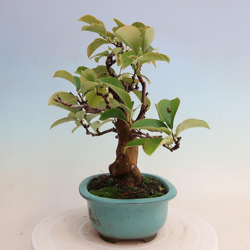 Bonsai de exterior - Pseudocydonia sinensis - membrillo chino