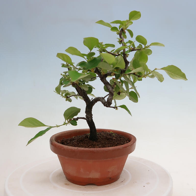 Bonsai de exterior - Pseudocydonia sinensis - membrillo chino