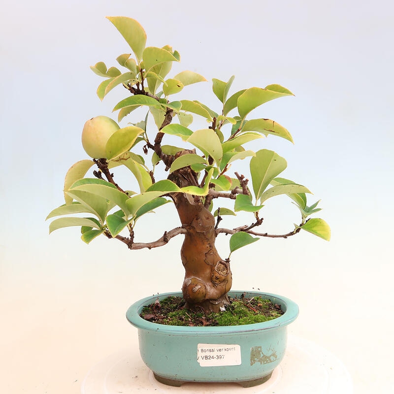 Bonsai de exterior - Pseudocydonia sinensis - membrillo chino