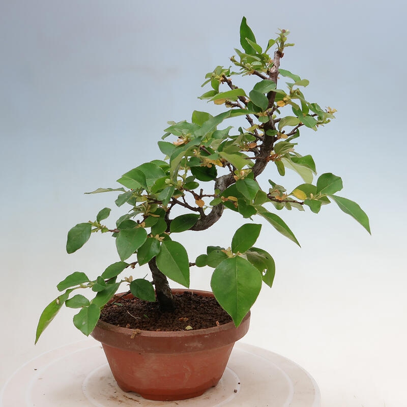 Bonsai de exterior - Pseudocydonia sinensis - membrillo chino