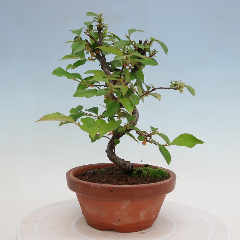 Bonsai de exterior - Pseudocydonia sinensis - membrillo chino