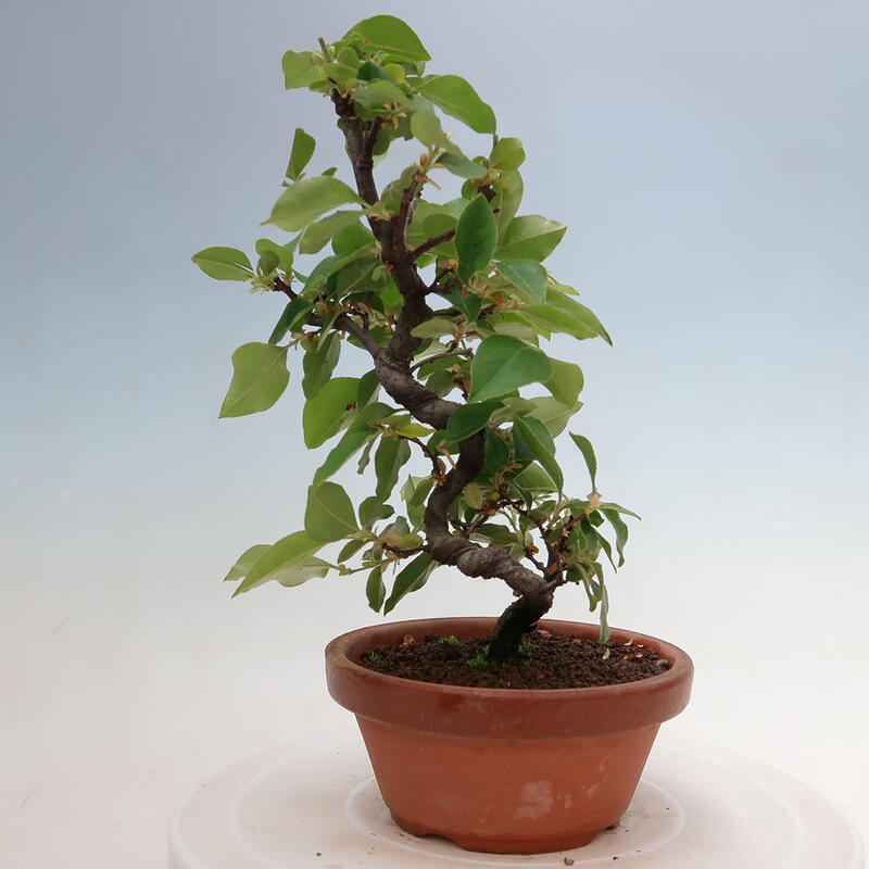 Bonsai de exterior - Pseudocydonia sinensis - membrillo chino