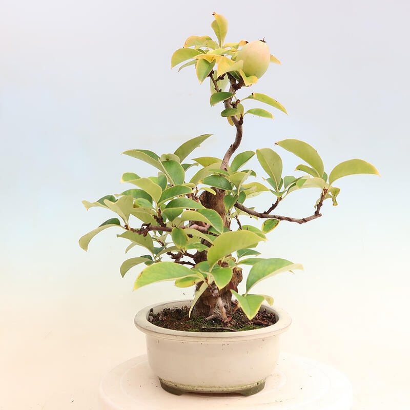 Bonsai de exterior - Pseudocydonia sinensis - membrillo chino