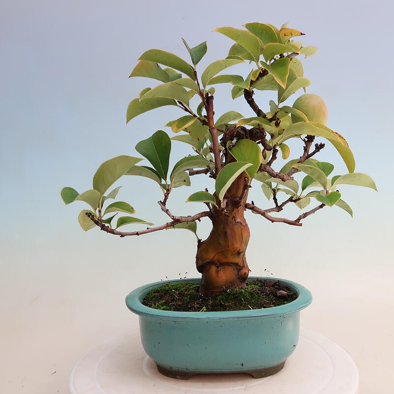 Bonsai de exterior - Pseudocydonia sinensis - membrillo chino