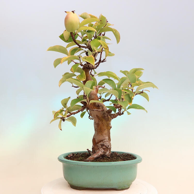 Bonsai de exterior - Pseudocydonia sinensis - membrillo chino