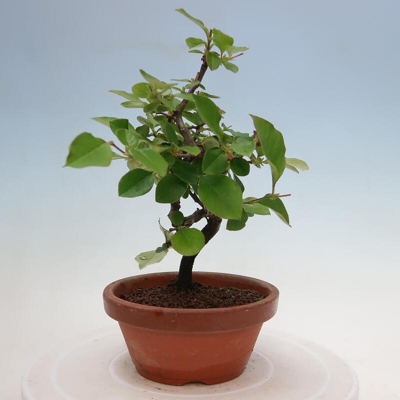 Bonsai de exterior - Pseudocydonia sinensis - membrillo chino