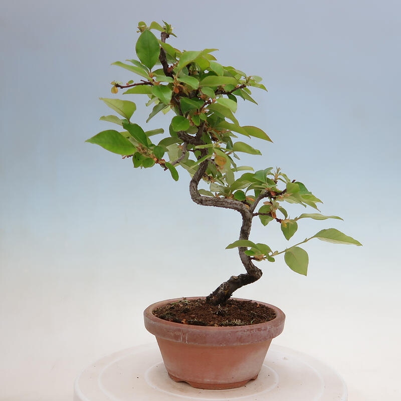 Bonsai de exterior - Pseudocydonia sinensis - membrillo chino