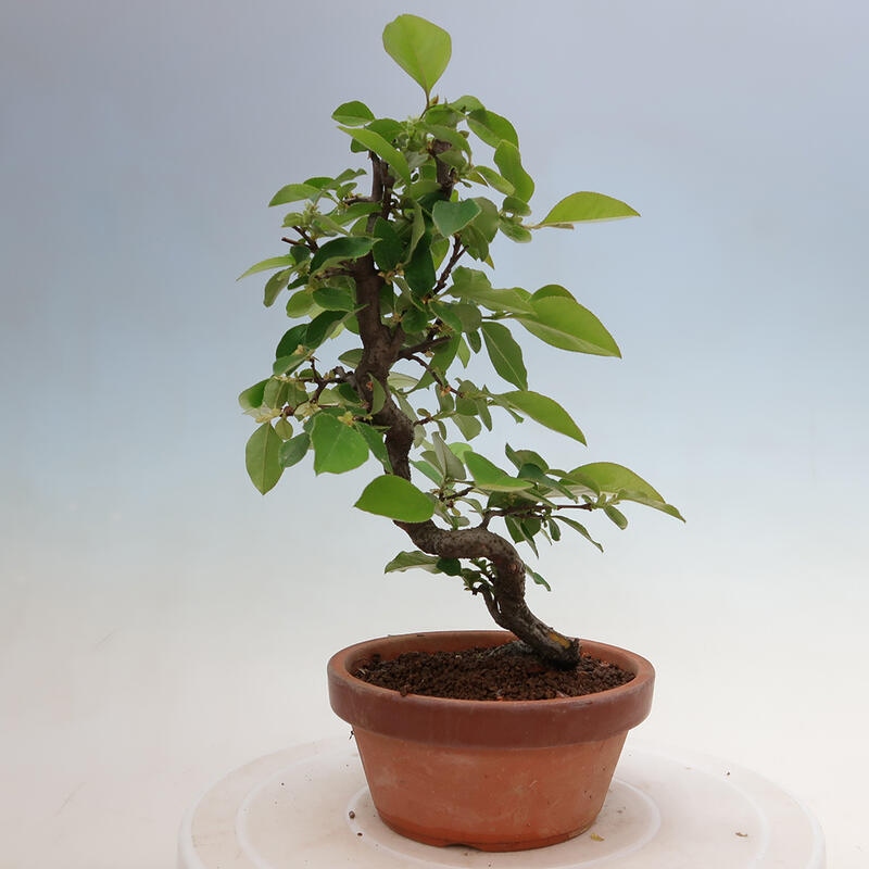 Bonsai de exterior - Pseudocydonia sinensis - membrillo chino