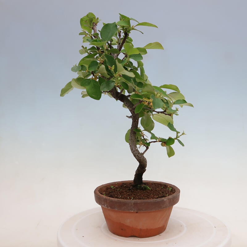 Bonsai de exterior - Pseudocydonia sinensis - membrillo chino