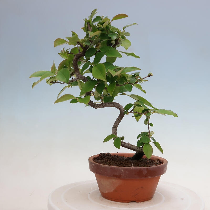 Bonsai de exterior - Pseudocydonia sinensis - membrillo chino