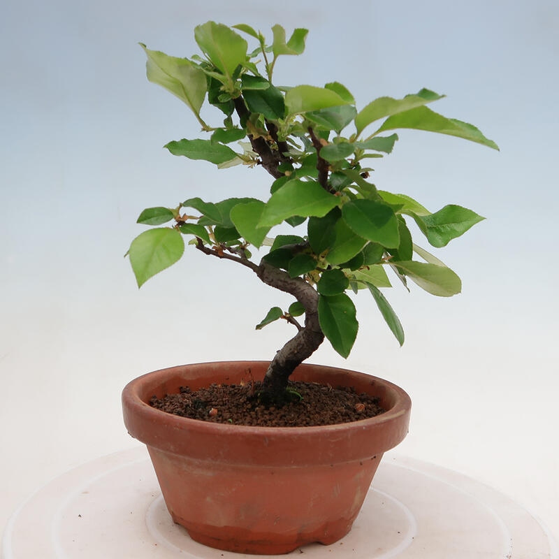 Bonsai de exterior - Pseudocydonia sinensis - membrillo chino