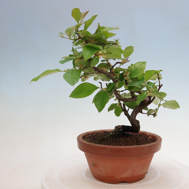Bonsai de exterior - Pseudocydonia sinensis - membrillo chino