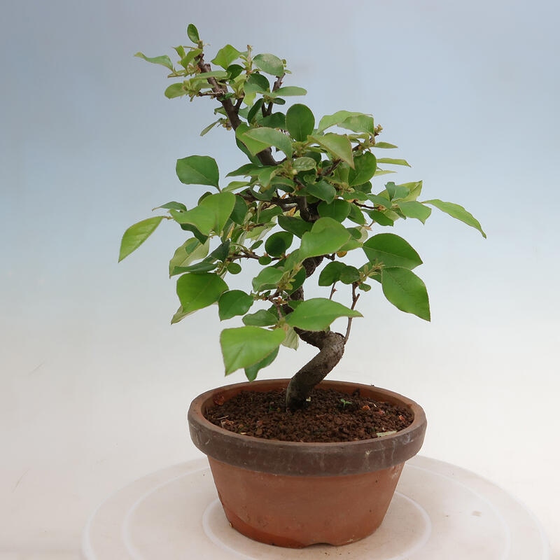 Bonsai de exterior - Pseudocydonia sinensis - membrillo chino