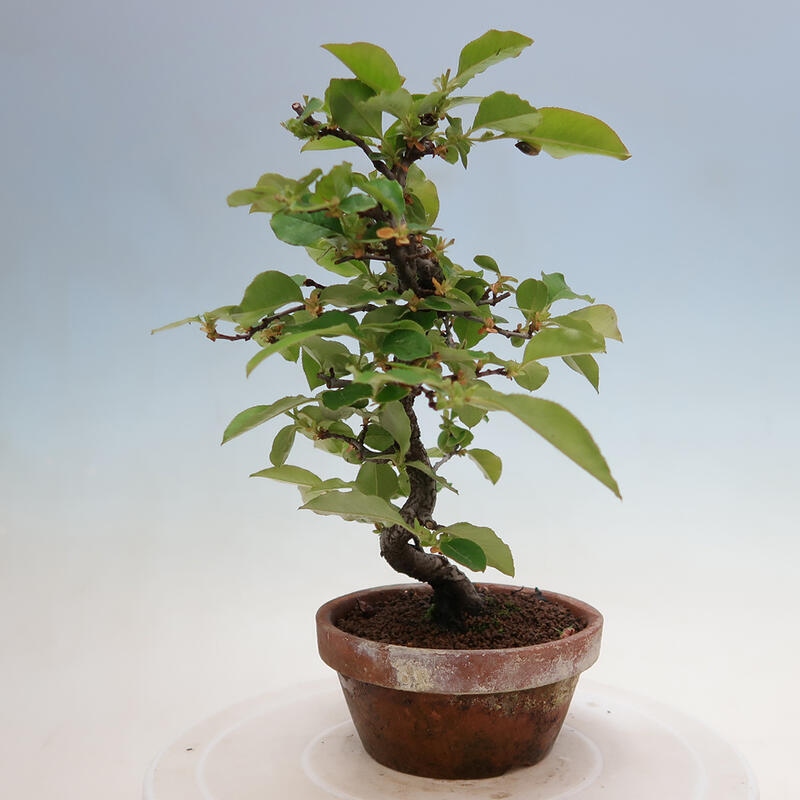Bonsai de exterior - Pseudocydonia sinensis - membrillo chino