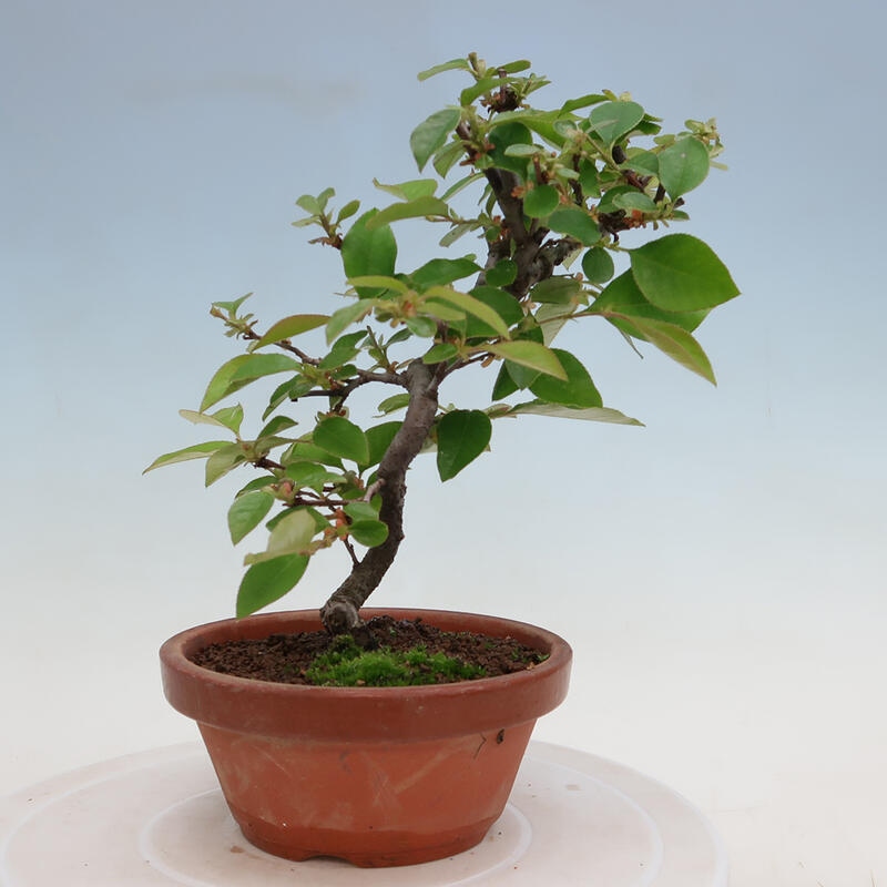 Bonsai de exterior - Pseudocydonia sinensis - membrillo chino